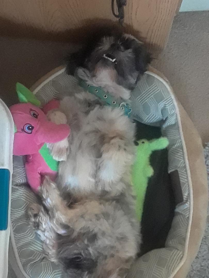My dog is ridiculous.. he thinks he is human .. lol stuffed animals and everything.