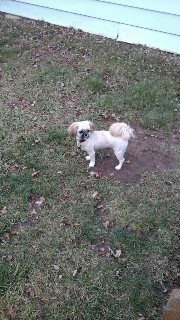 doris