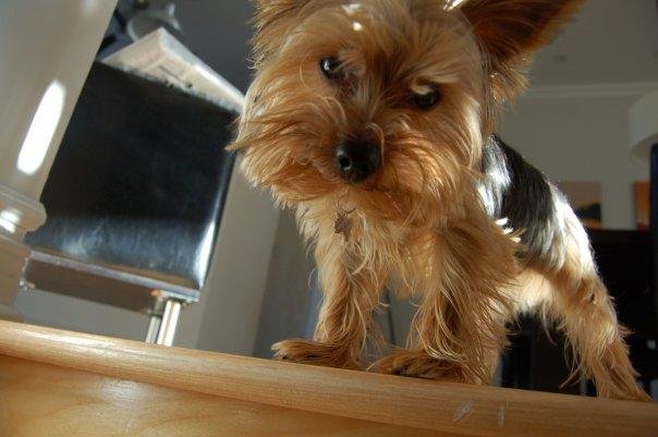 Alain Bourget's album, Buddy
