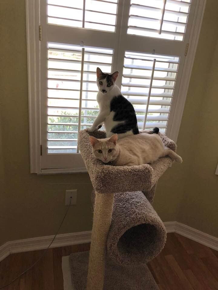 My girls in their “condo”.