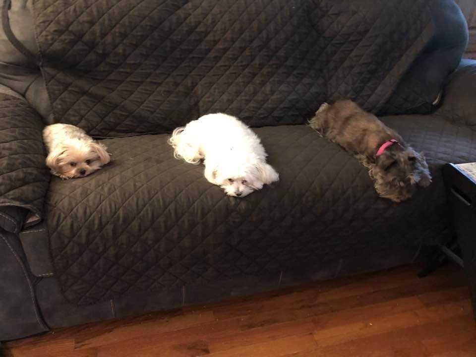 National dog day