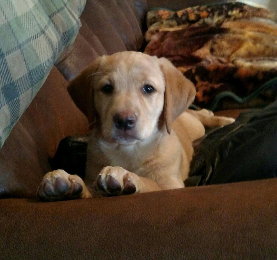 My new fur baby. Medow