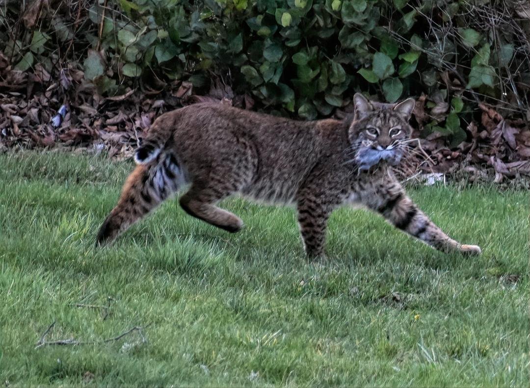Neighbor hood exterminator . Comes around about every other week for a few days . He is in our neighbors yard here . He was sitting at the front of our gate wanting to come in and { play } with our little dogs .