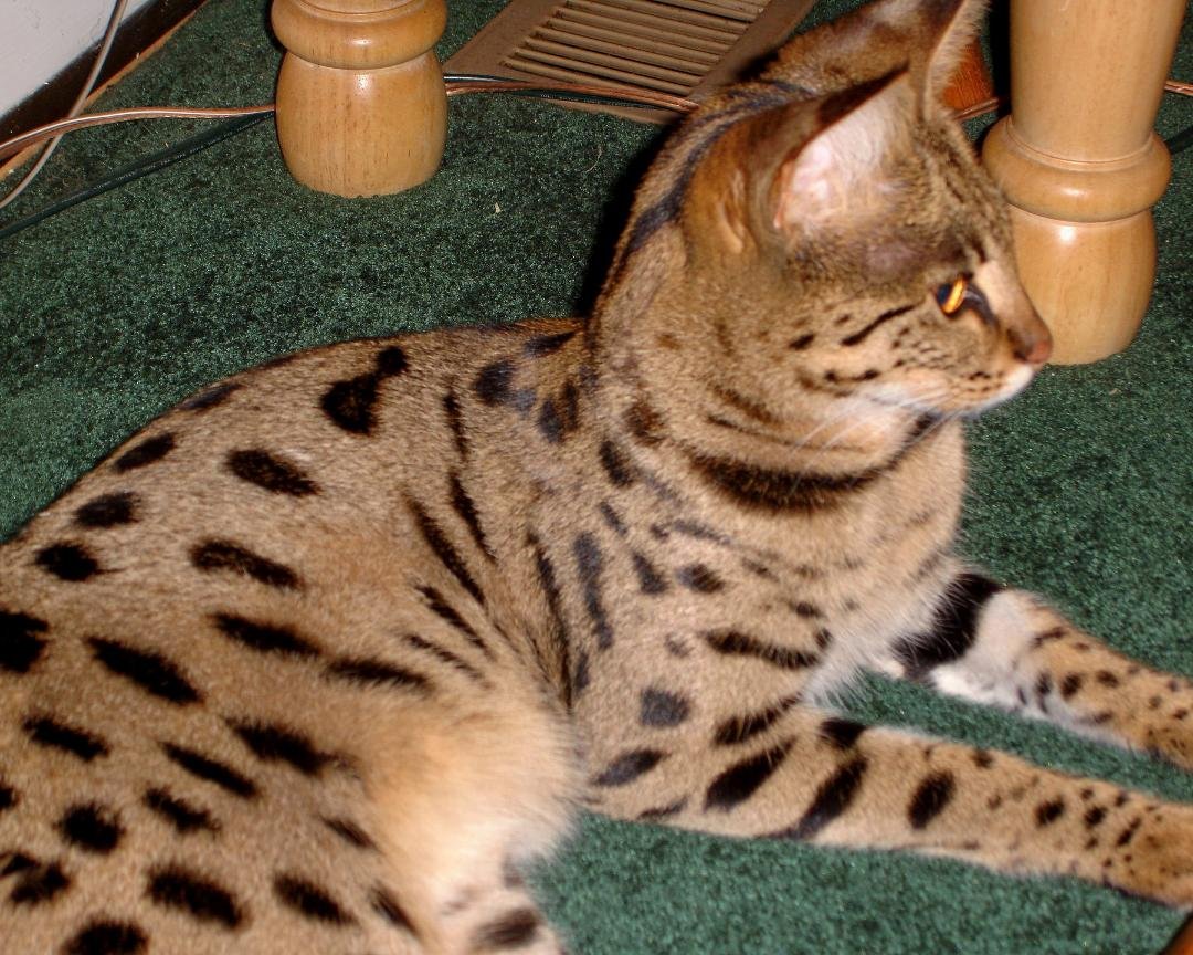 REUNITED!
If anyone spots my beloved pet in the Ocean Acres section of Manahawkin, please call me at 609-978-6561. She got out last evening and is still missing. Very shy, declawed. Reward.