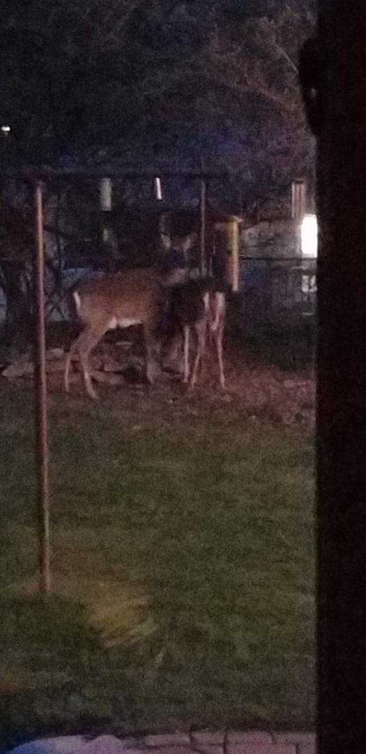 It's kind of grainy, but we have "different" burdsxst our feeder.