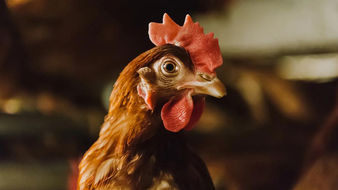 Just a picture of a chicken.