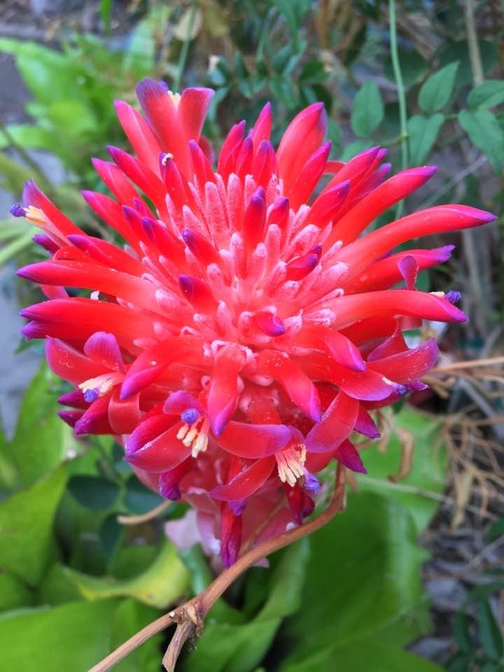 Love fresh blooms!