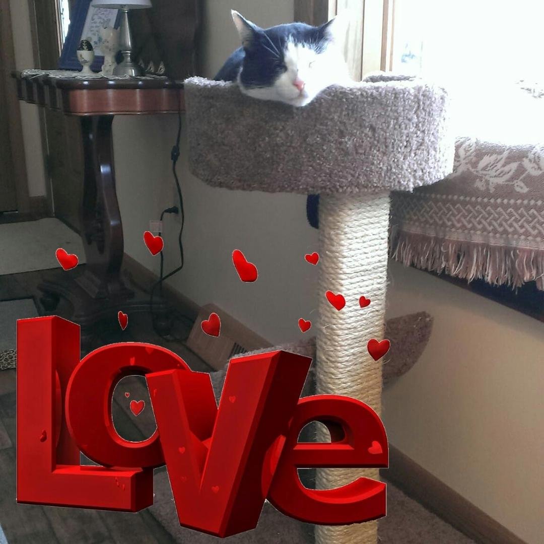 Mittens likes his new napping place.