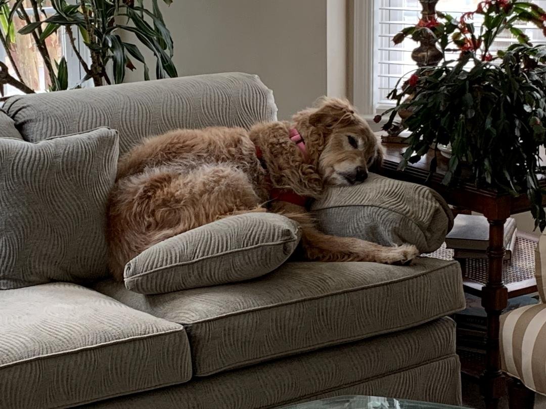 This is my 13 year old dog, Cookie. She is sneaking a forbidden nap on the couch and enjoying every second of it. 🐹