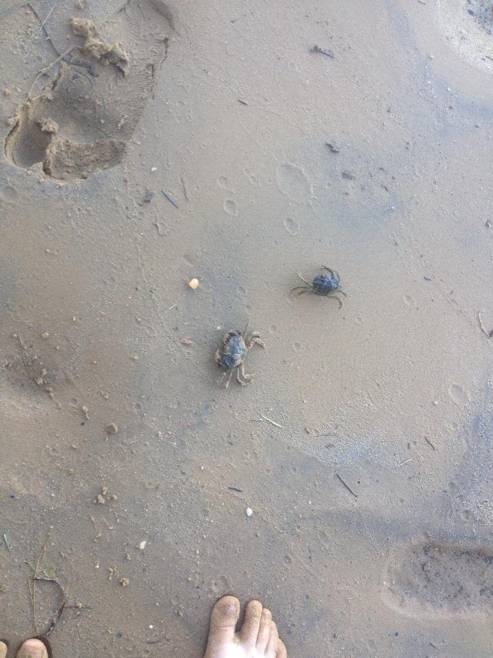 Crab racing...what a way to end vacation!