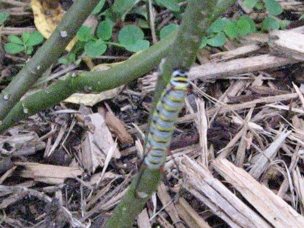Our first caterpillar
