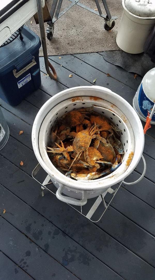 3 dozen blue crabs for a little mid-afternoon feast at the Haislip house in Southport.  15 more minutes.