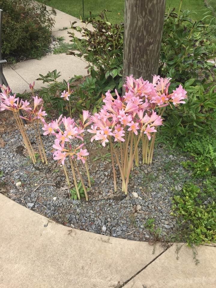 Help me what's the name of the flowers again.