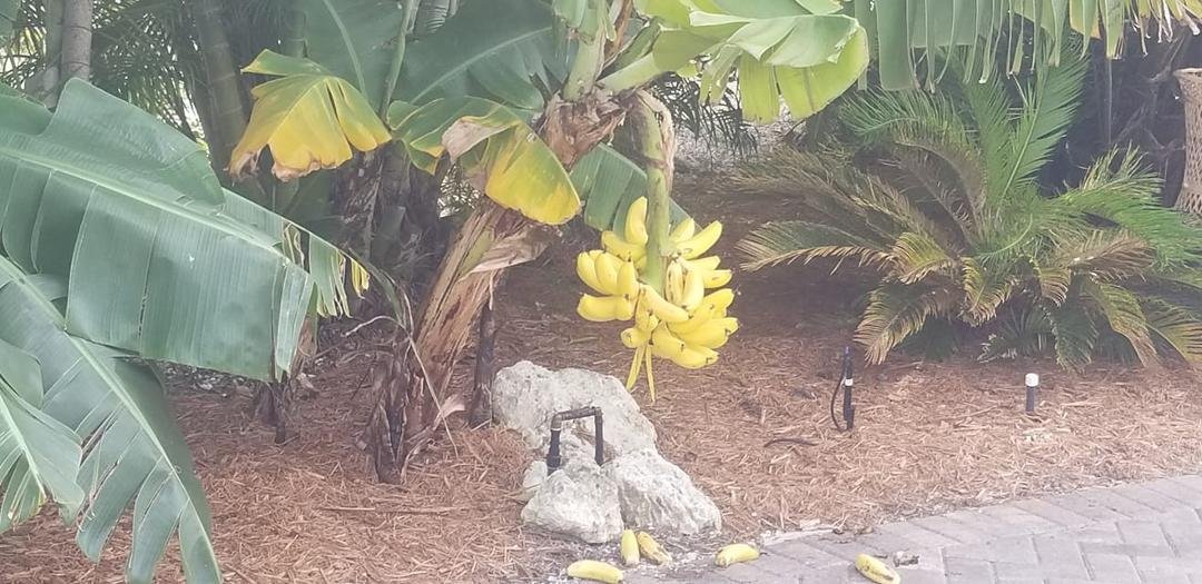 Saw these on bike ride on lower Sugarloaf key