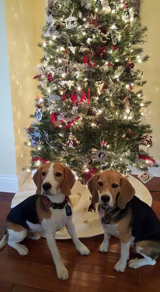 Toby and his sister Ruby, ready for Santa.
