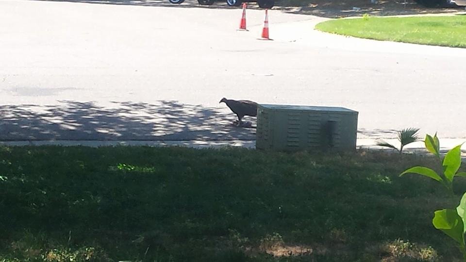 There's a dead squirrel in the middle of the road in front of my house. So, this vulcher comes along and wants his foid. But cars keep having to slow down to avoid hitting him. So I go out and scoot the road kill to the did