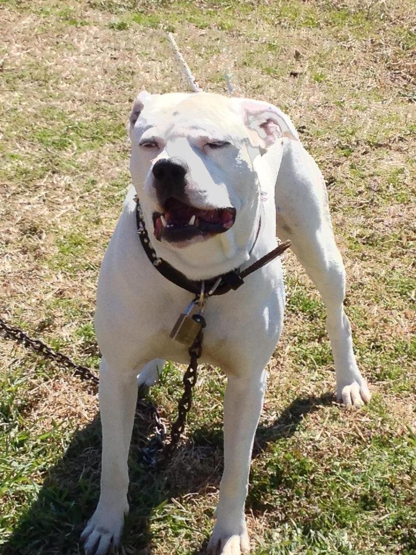 My puppy's daddy... Year old Colby... Mom is a America