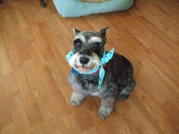 Scrappy's haircut!