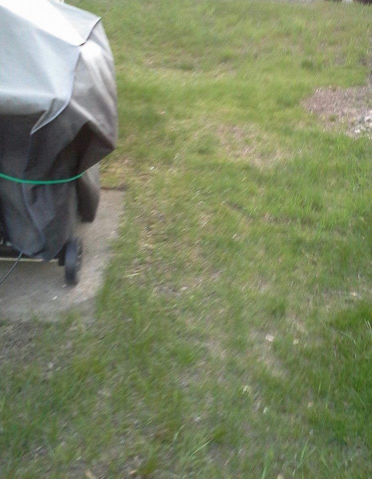 Nice to see green grass growing..