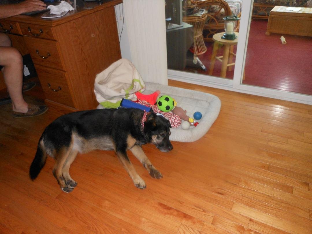Our Granddaughter Dog loves taking Naps with all her toys