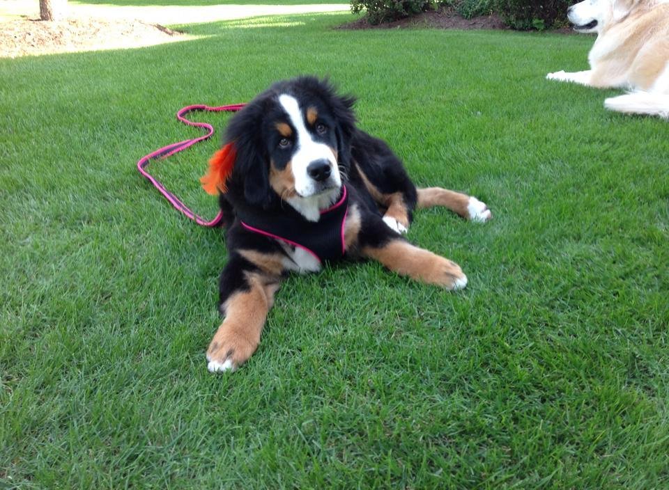 sandy lawrence's album, Mobile Uploads