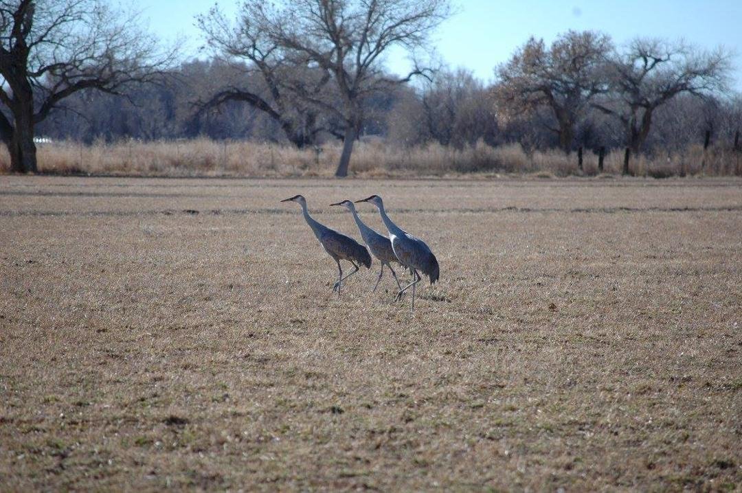 Lynn And Marjorie Darr's album, cranes