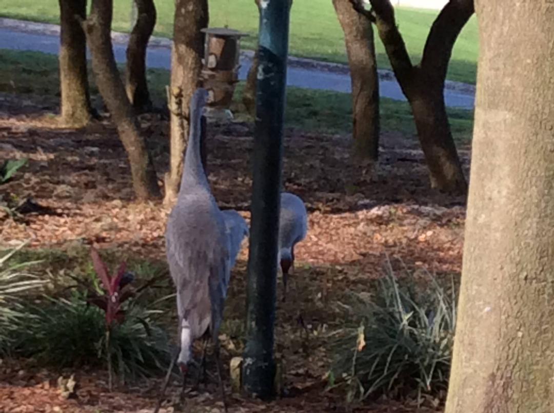 We do not get the normal birds but the sand cranes love our bird feeder.