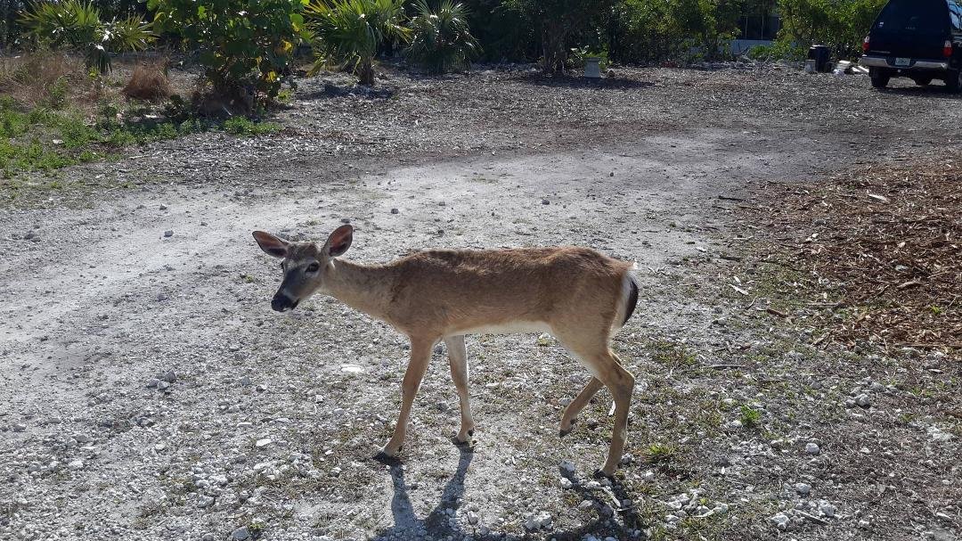 Florida key deer