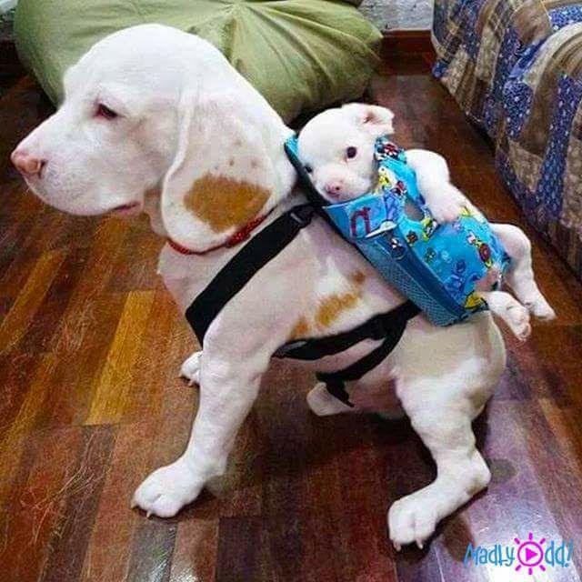 Parenthood has responsibilities.