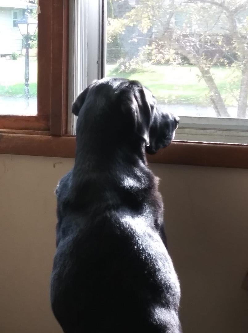Keeping an eye on the neighborhood. Good job Milo