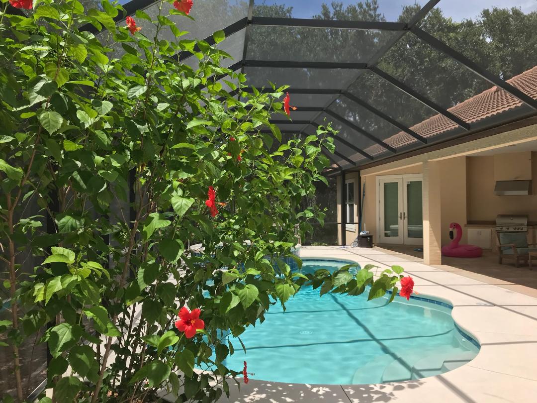 Hibiscus in bloom!