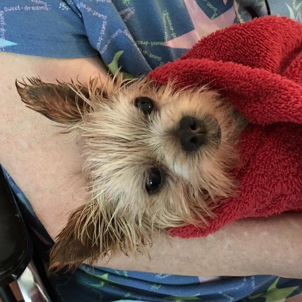 Gizmo after a bath