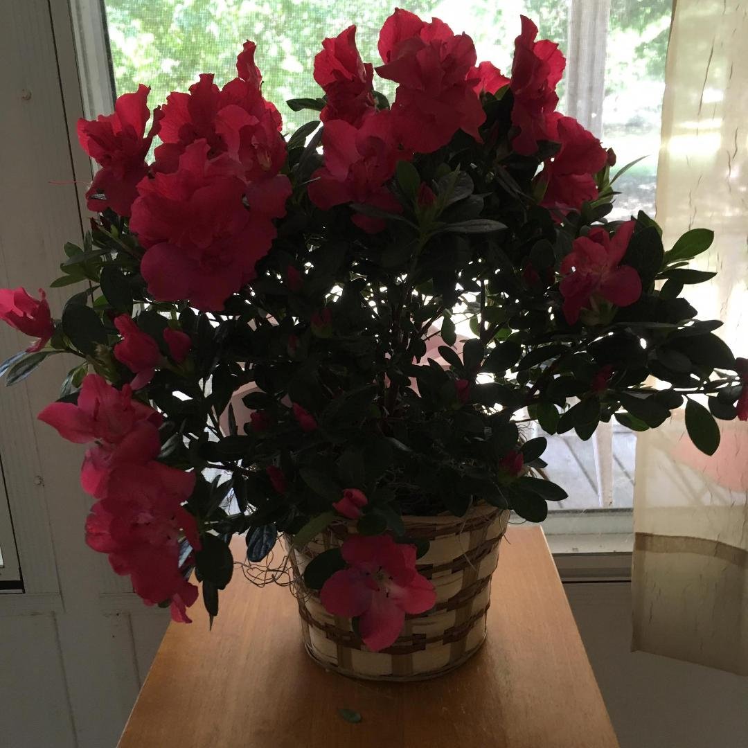 Thank you Jan Messman & Steve Messman for the beautiful flowers for Jacob's memorial. I love you both so much!!