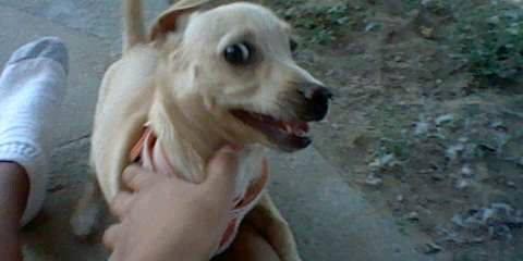 evil doggy