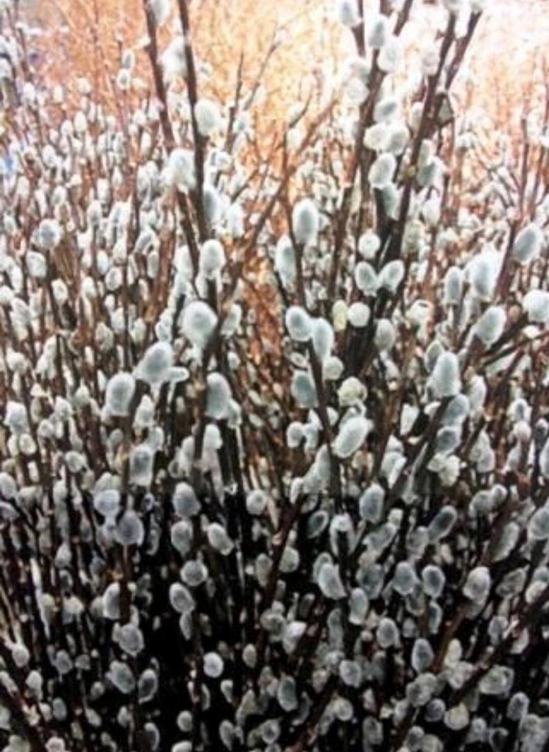 By the way,
Happy Pussy Willow Day 2016!