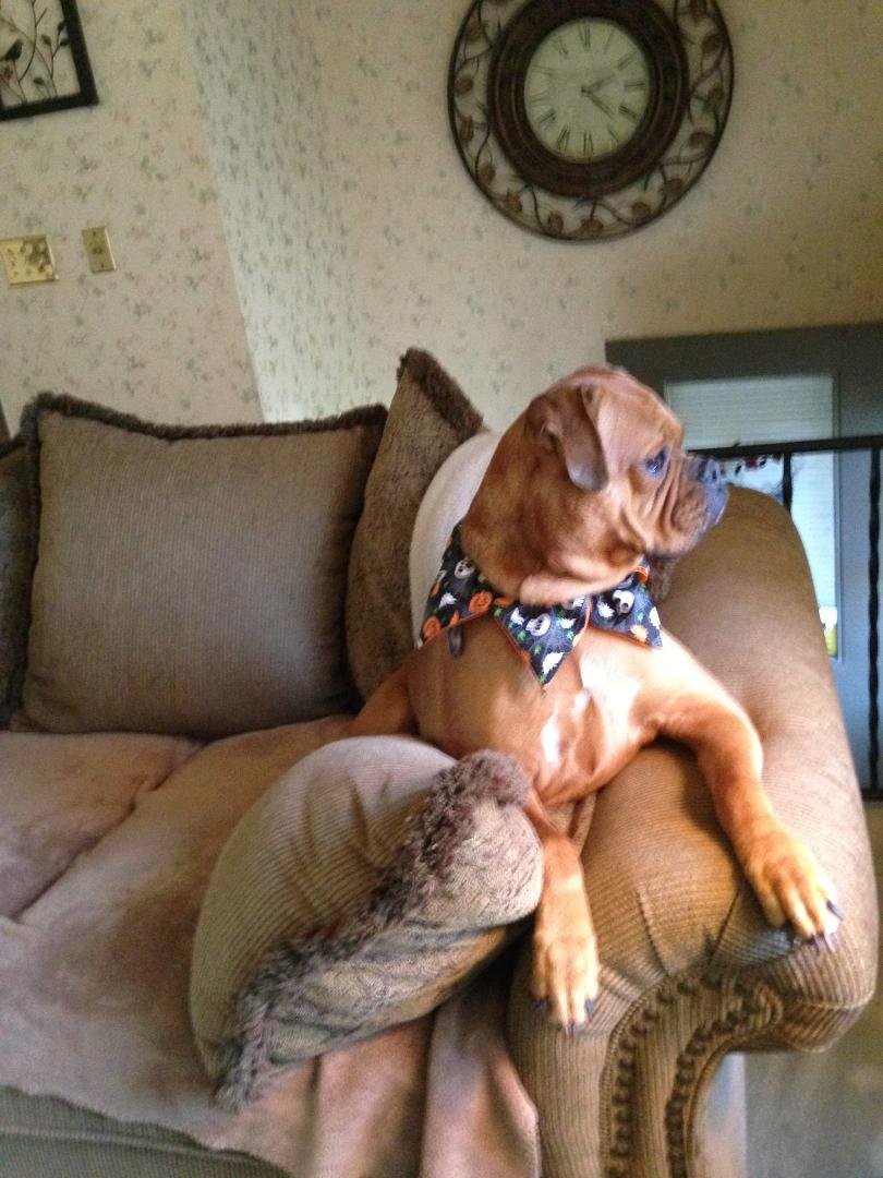 Honey's ready for Trick or Treat