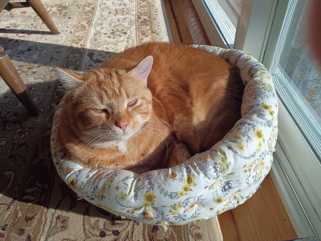 Rusty in his new bed Joan bought for him.