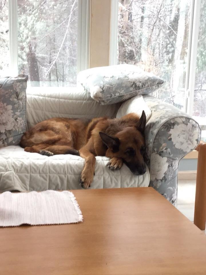 My puppy is so handsome!