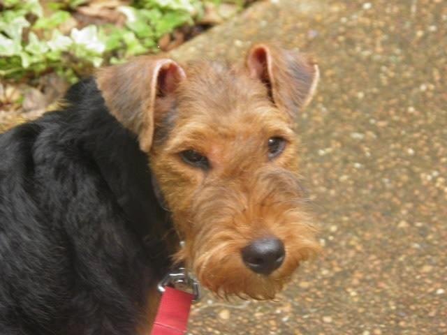 Quinn, yesterday on gotcha day.
