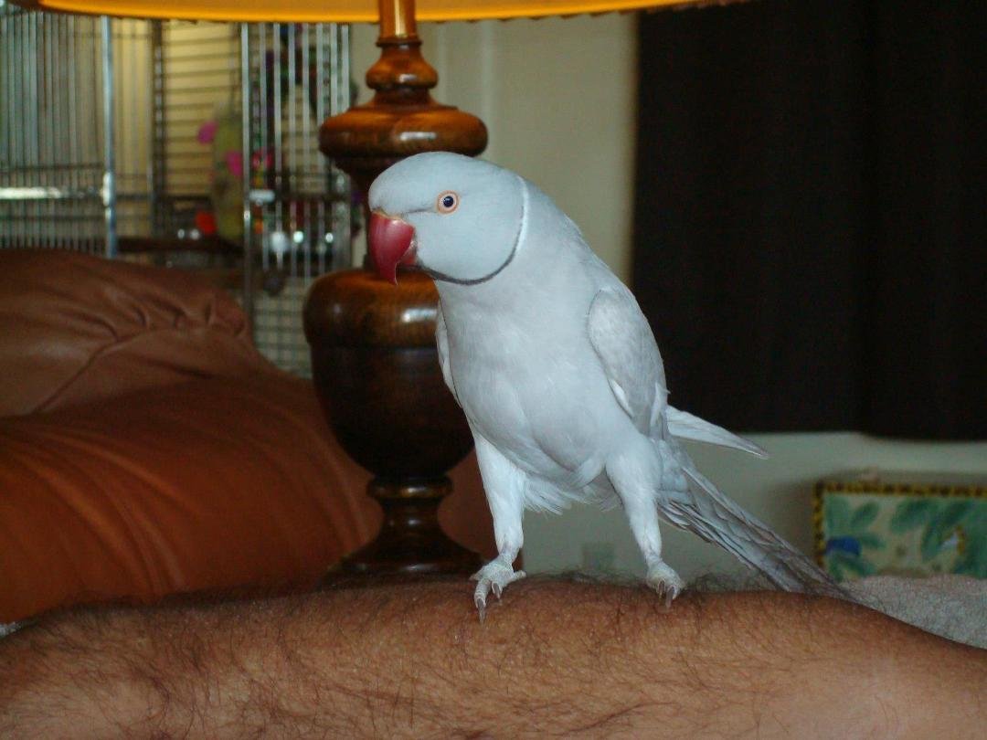"Sterling" - Mike's Indian Ringneck Parrot
