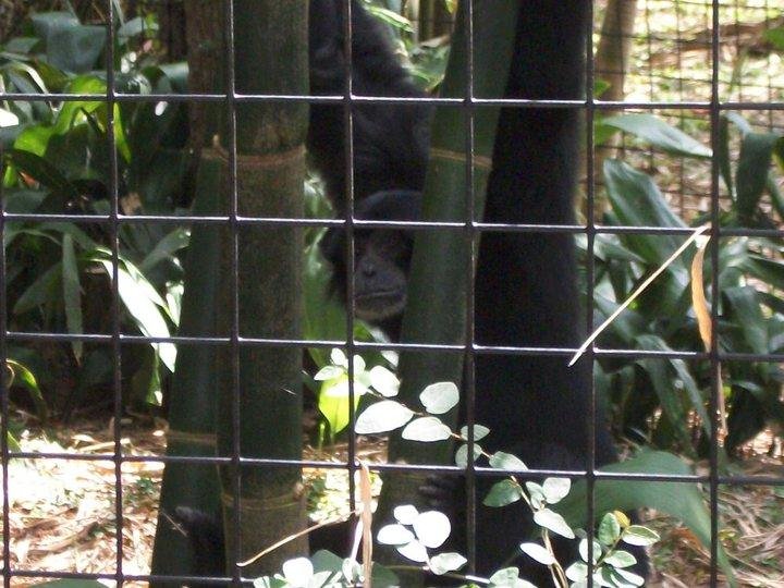 Nancy Riley's album, Zoo 4-10-11