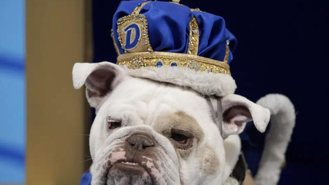 The 44th Annual Drake Relays Beautiful Bulldog  Contest was held yesterday (Drake U's mascot is a bulldog). This is the winner. Patch, a two year old rescue dog.