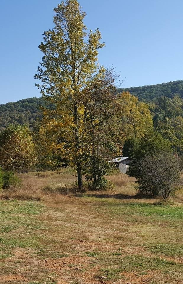 Beautiful tree turning because fall is here in Arkansas.