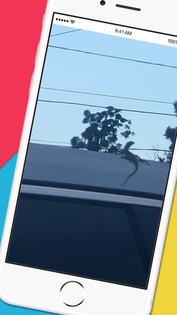 Who says Geico doesn't do ride alongs? This lizard was getting his ride on. I took this photo while at a stop light on a Florida highway. He was definitely a cool cucumber.