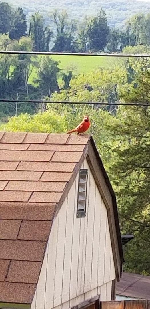 My cardinal coming to visit