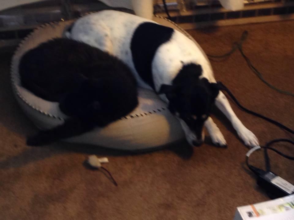 Around our house, it is an extremely rare occurrence to see Buddy the dog and Harry the cat sharing the bed. Hmmmmmm?