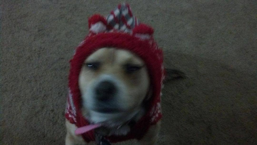 Baylee in her new sweater that I got for half off at walmart.......she is not happy