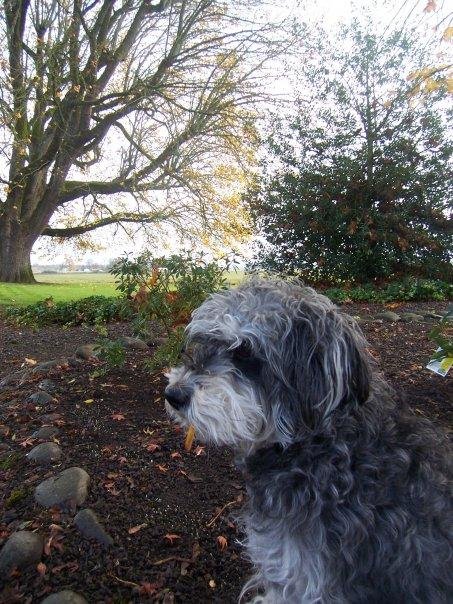 My dog dee dee