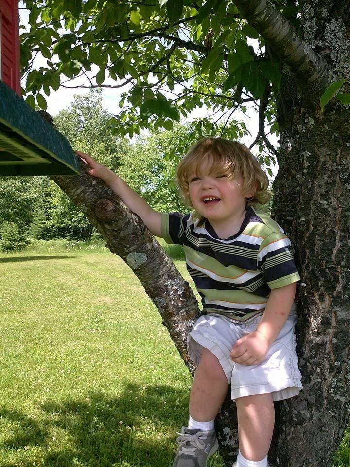Shea climbing tree