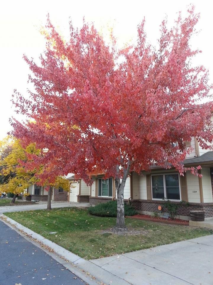 Picture doesn't do my tree justice.
